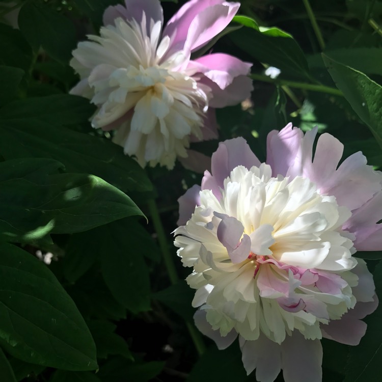 Plant image Paeonia lactiflora 'Sorbet'