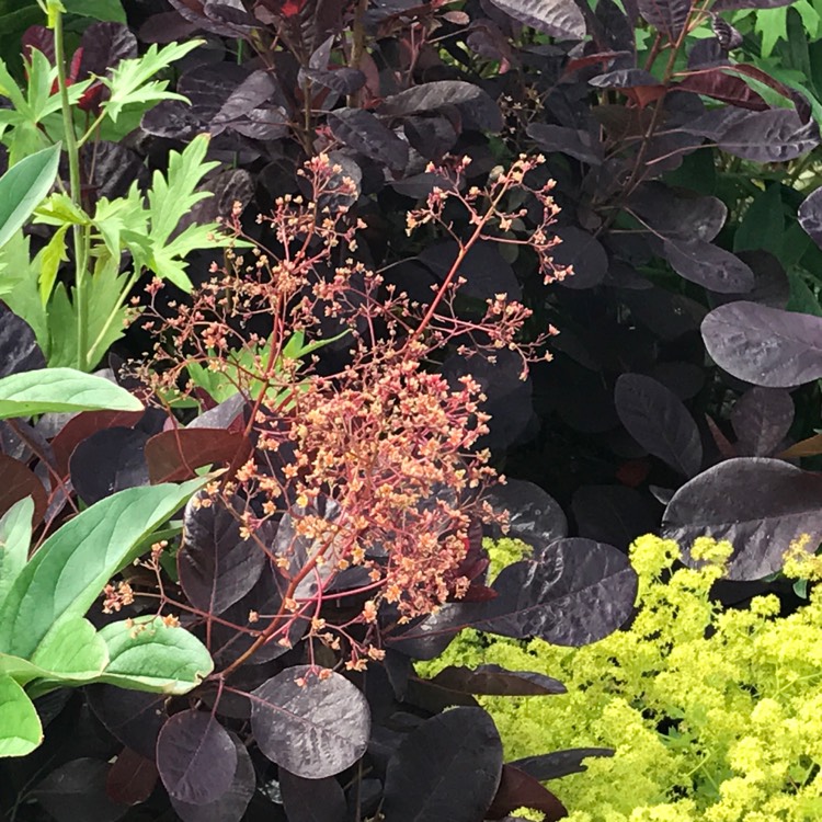 Plant image Cotinus coggygria 'Royal Purple'