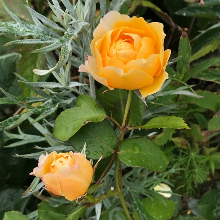 Plant image Rosa 'Golden Celebration'