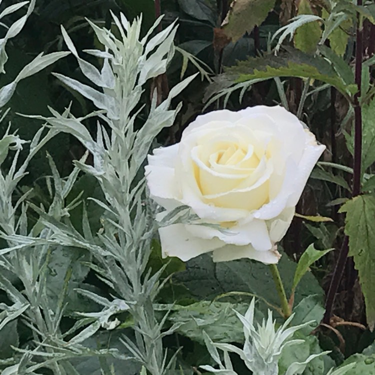 Plant image Rosa 'Poulari' syn. Rosa 'Silver Anniversary', Rosa 'Roy Black', Rosa 'Isis', Rosa 'Karen Blixen'