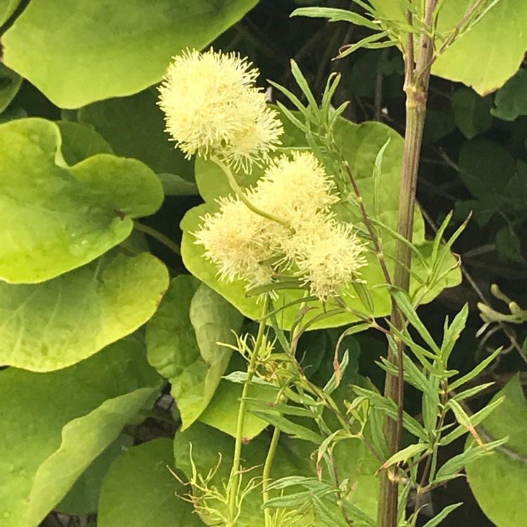 Plant image Thalictrum aquilegiifolium 'Album'