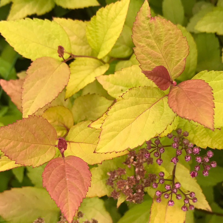 Plant image Spiraea japonica 'Firelight'