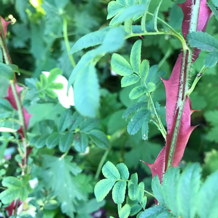 Plant image Rosa omeiensis f. pteracanth syn. Rosa sericea subsp. omeiensis f. pteracanth, Rosa omeiensis var. pteracantha