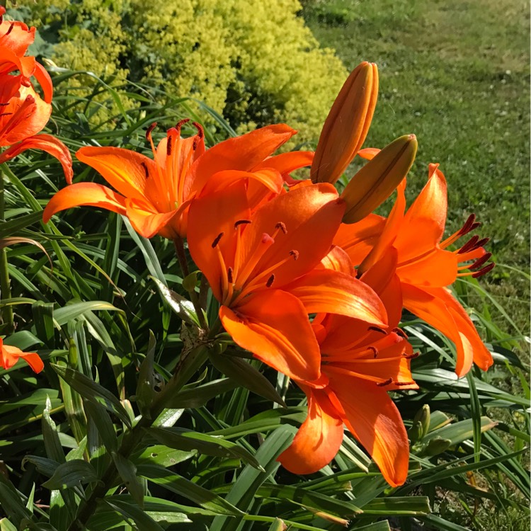 Plant image Lilium 'Apeldoorn'