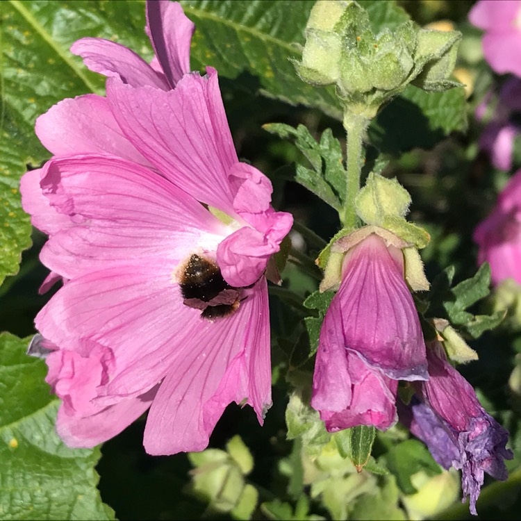 Plant image Malva Moschata 'Rosea'