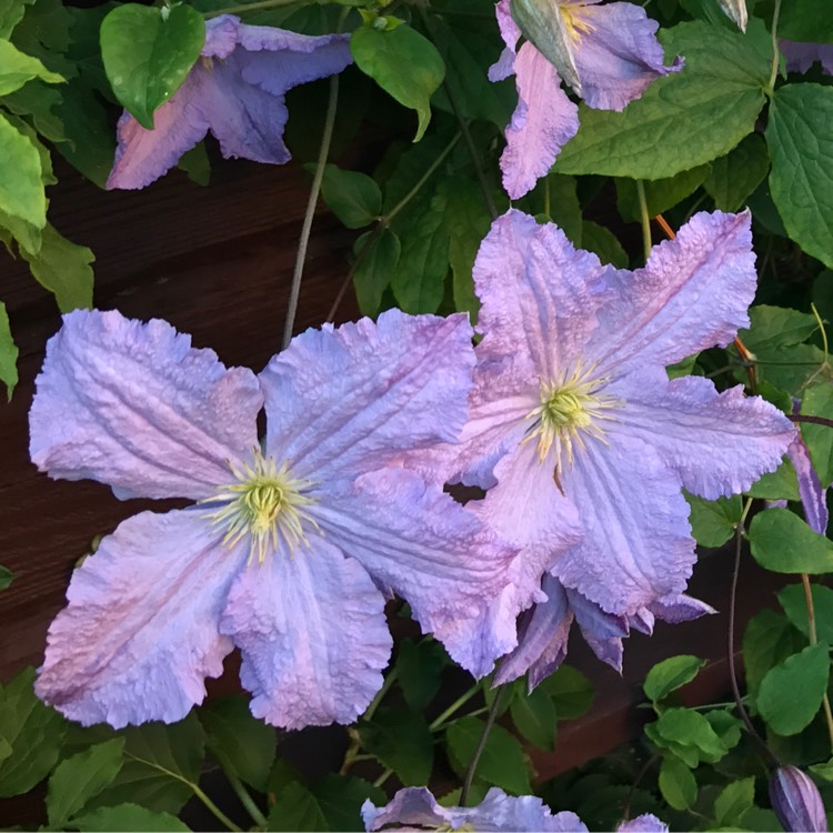 Plant image Clematis 'Blue Angel'