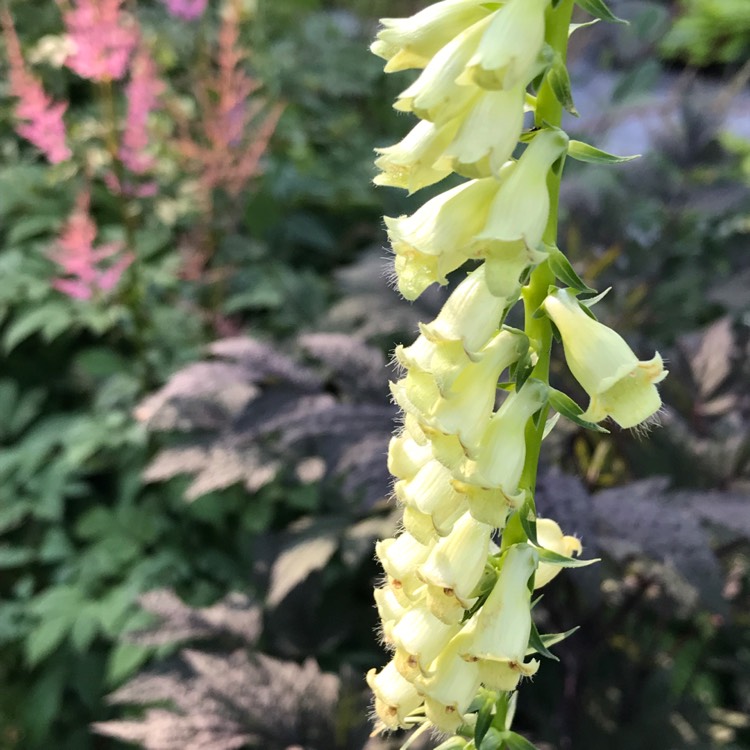 Plant image Digitalis lutea