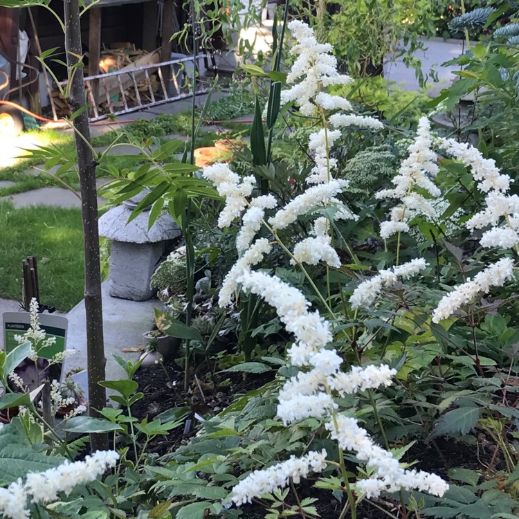 Plant image Astilbe x japonica 'Deutschland'