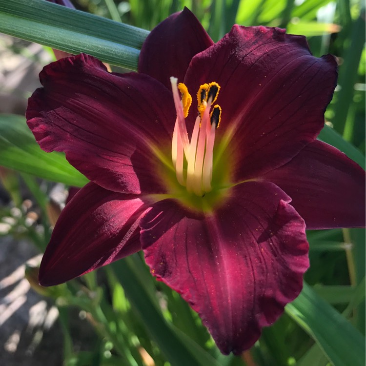 plant image 518970