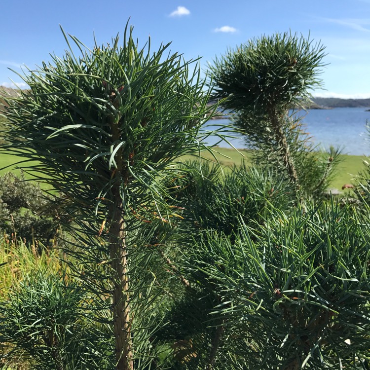Plant image Pinus sylvestris
