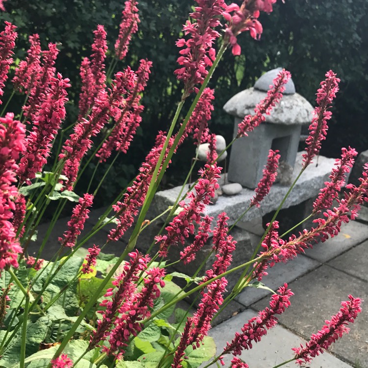 Plant image Persicaria