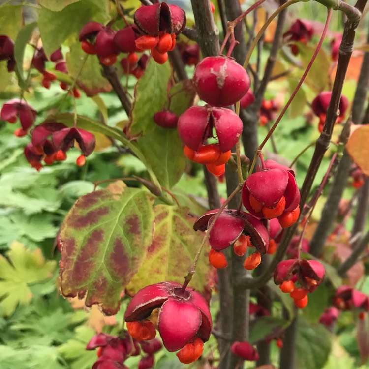 Plant image Euonymus 'planipes'