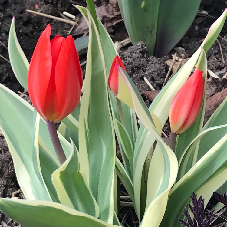 plant image 675520