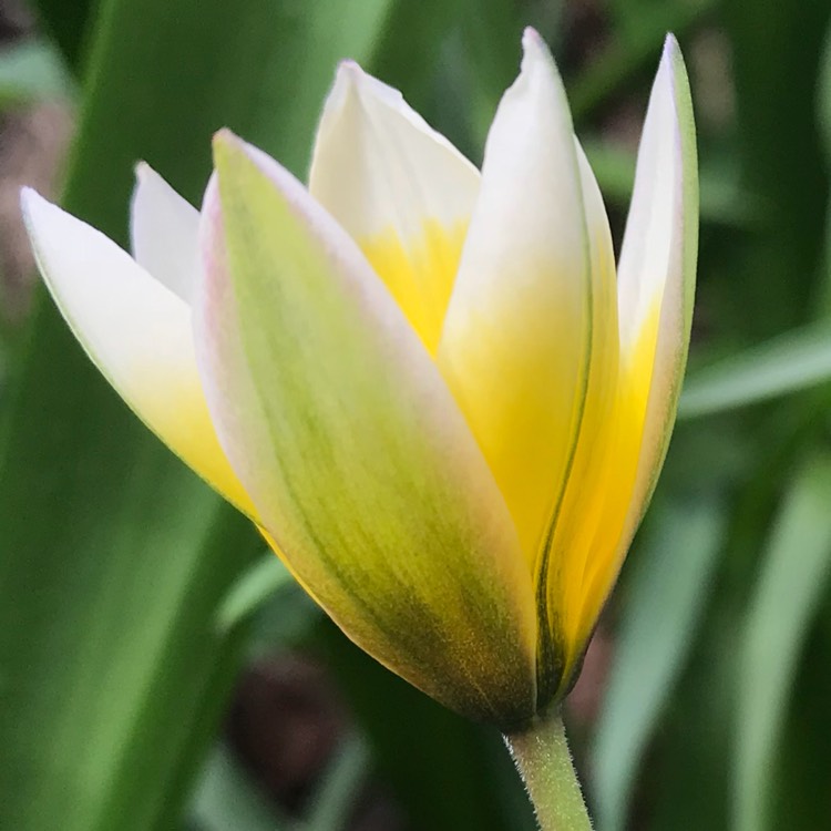 Plant image Tulipa tarda