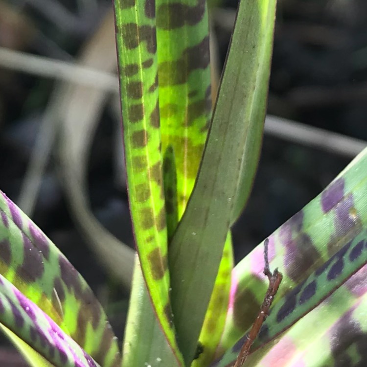 plant image 692934