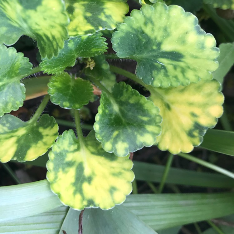 Plant image Saxifraga Umbrosa