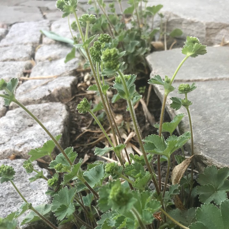 Plant image Alchemilla erythropoda
