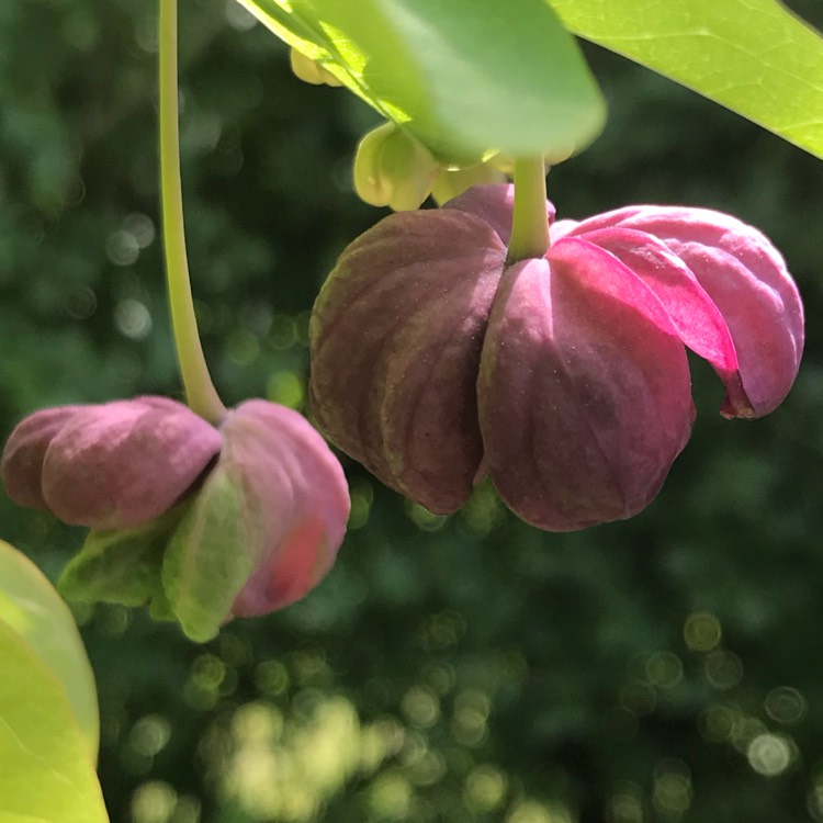 plant image 716694