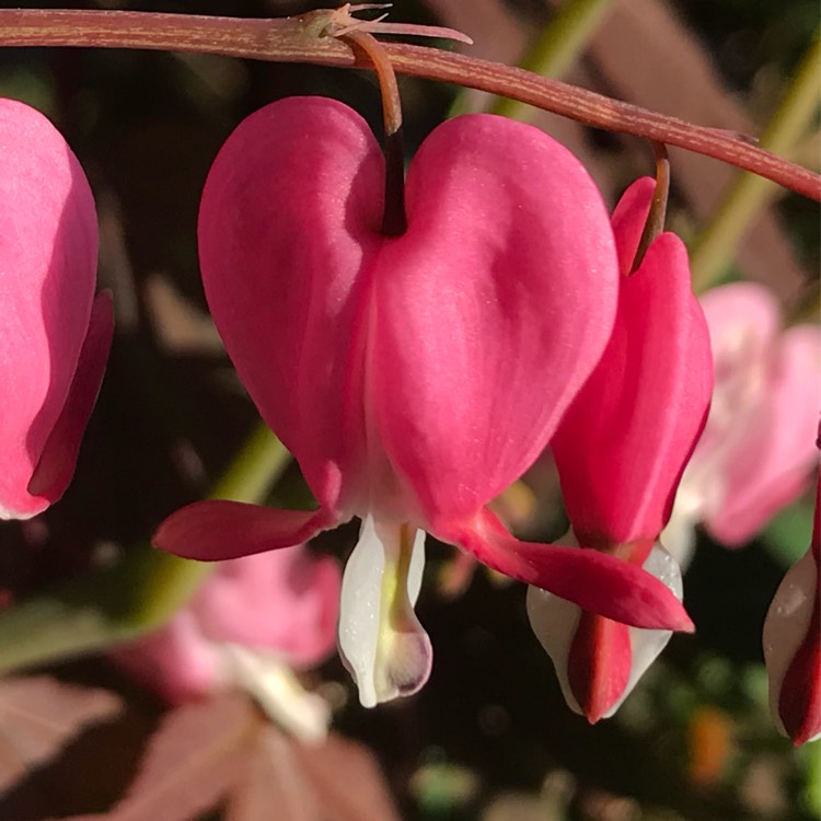 plant image 716739