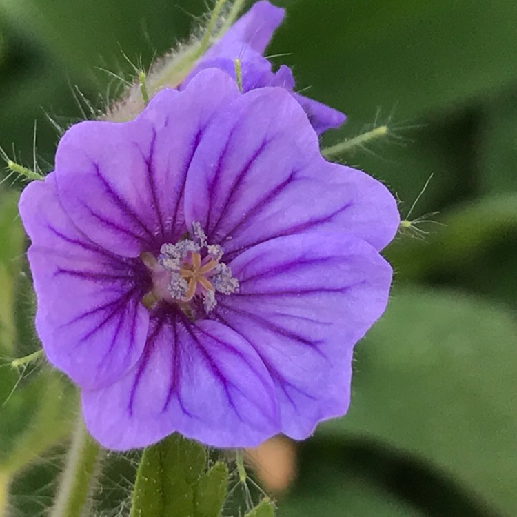 Plant image Geranium bohemicum 'Orchid Blue'