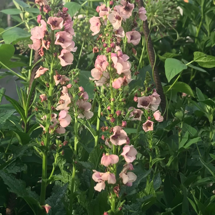 plant image 741763 plant image 741763