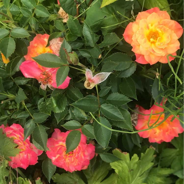 Plant image Rosa 'Mandarin' ('Korcelin')