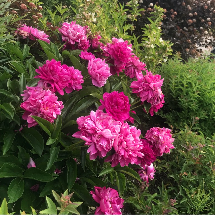 plant image 741797 plant image 741797