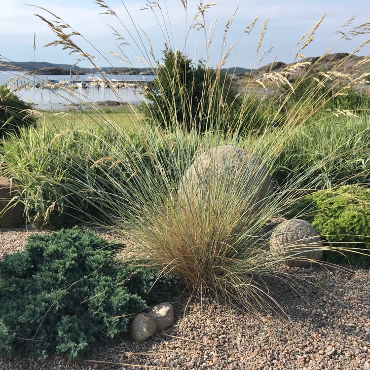 plant image 741875