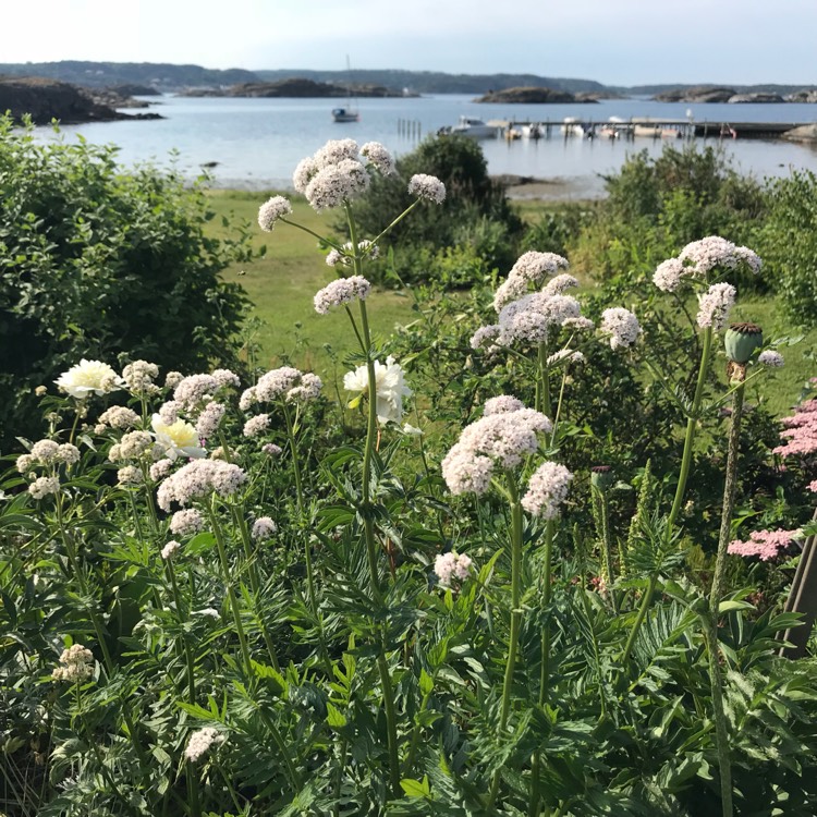 Plant image Valeriana officinalis