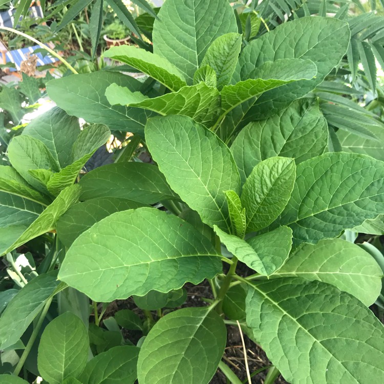 Plant image Phytolacca americana