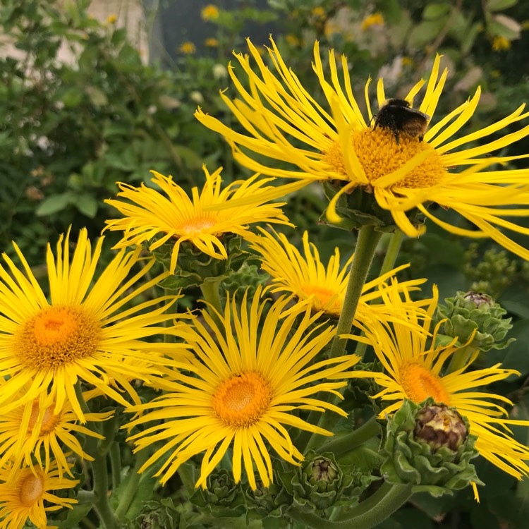 plant image 786017