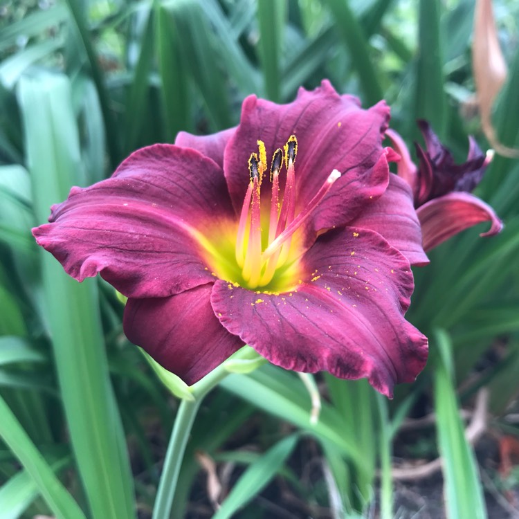plant image 786018