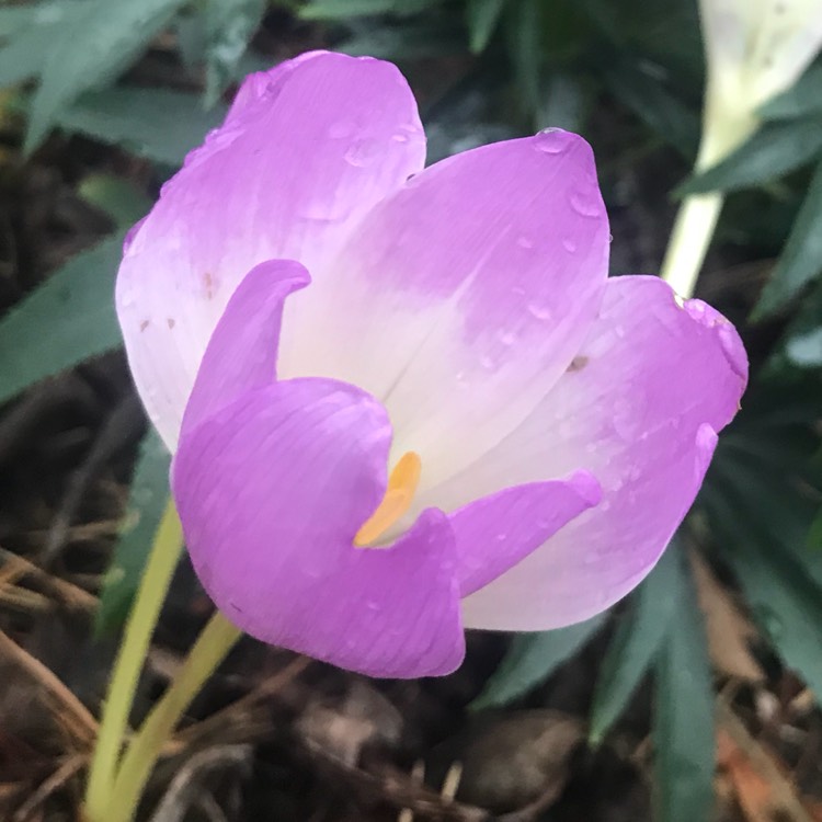 Plant image Colchicum autumnale