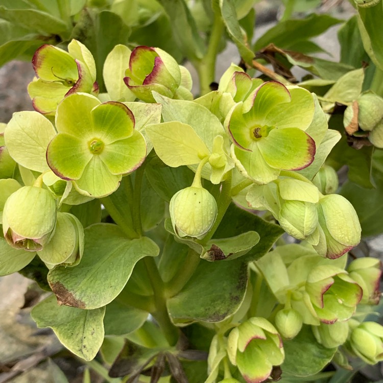 Plant image Helleborus foetidus