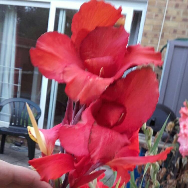 plant image 223927