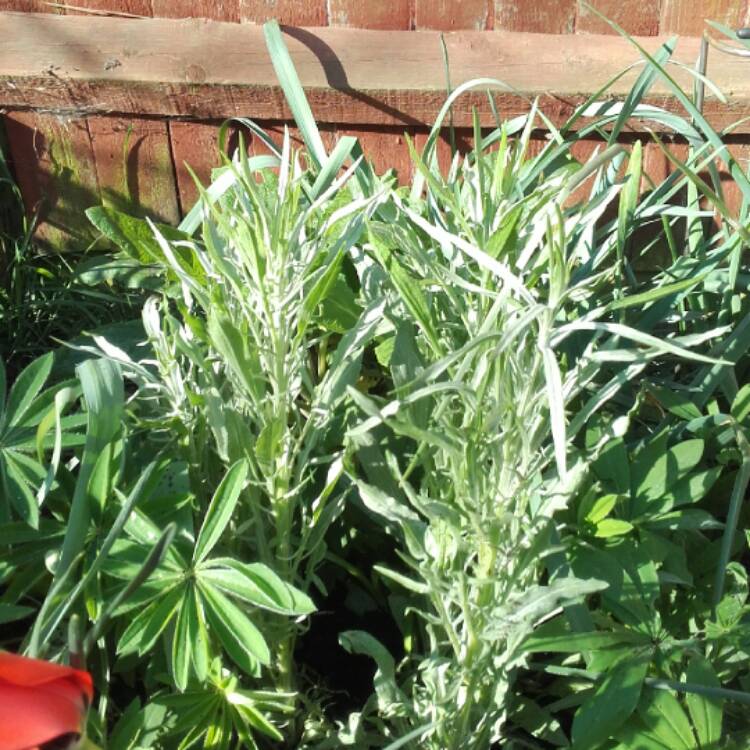 plant image 354799