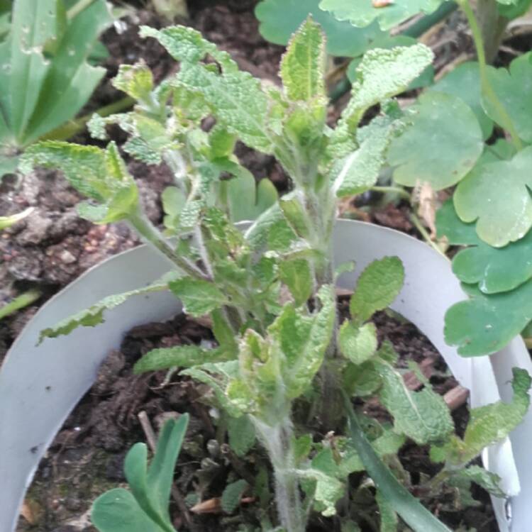 Plant image Salvia nemorosa 'Amethyst'