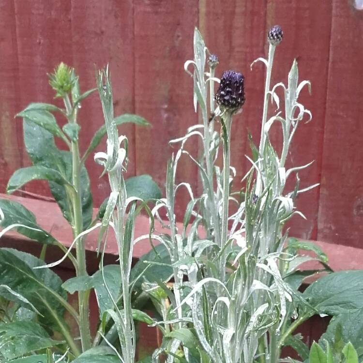 plant image 396791