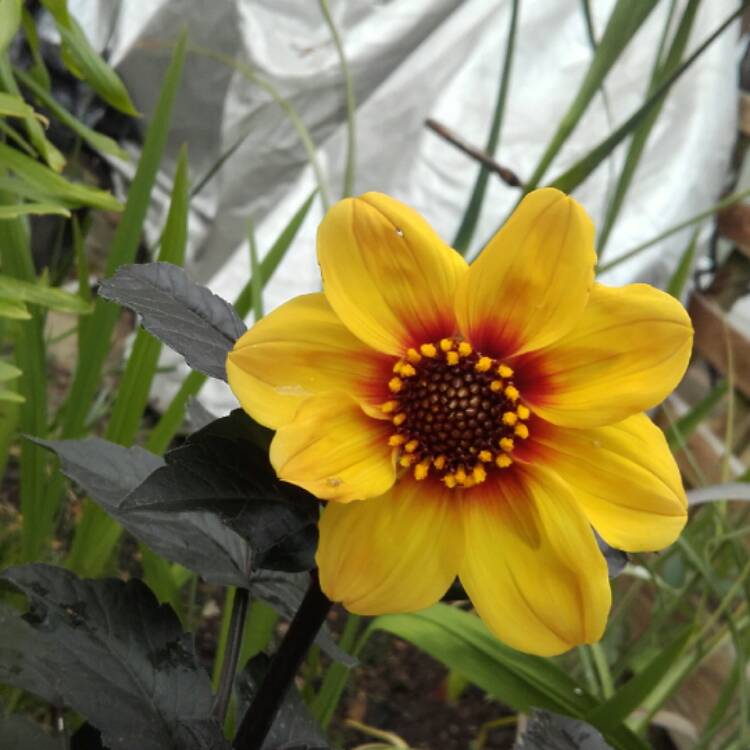 Plant image Dahlia 'Sunshine'