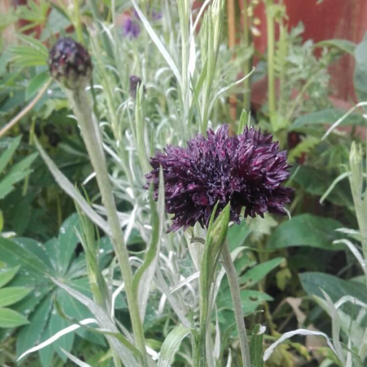 plant image 405134