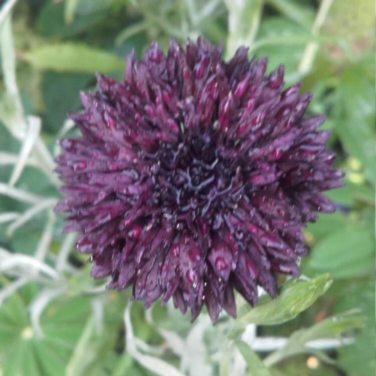 Plant image Centaurea cyanus 'Black Ball'
