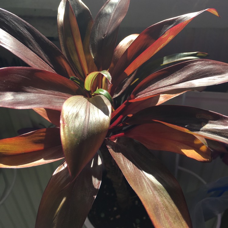 plant image 1068002