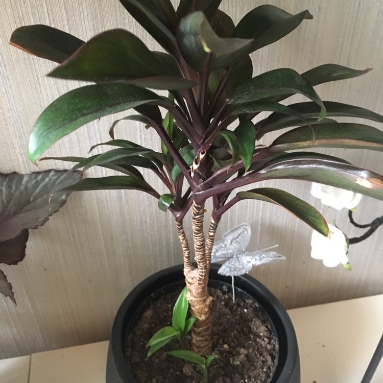Plant image Cordyline fruticosa 'Maria'
