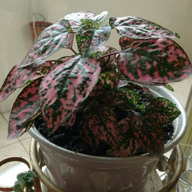 plant image 269295