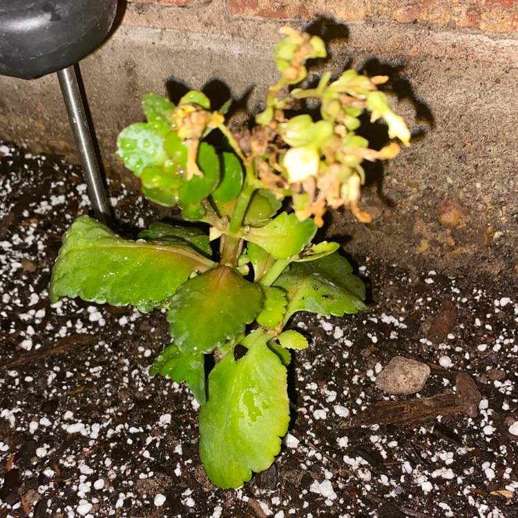 Plant image Kalanchoe x blossfeldiana 'Sally'