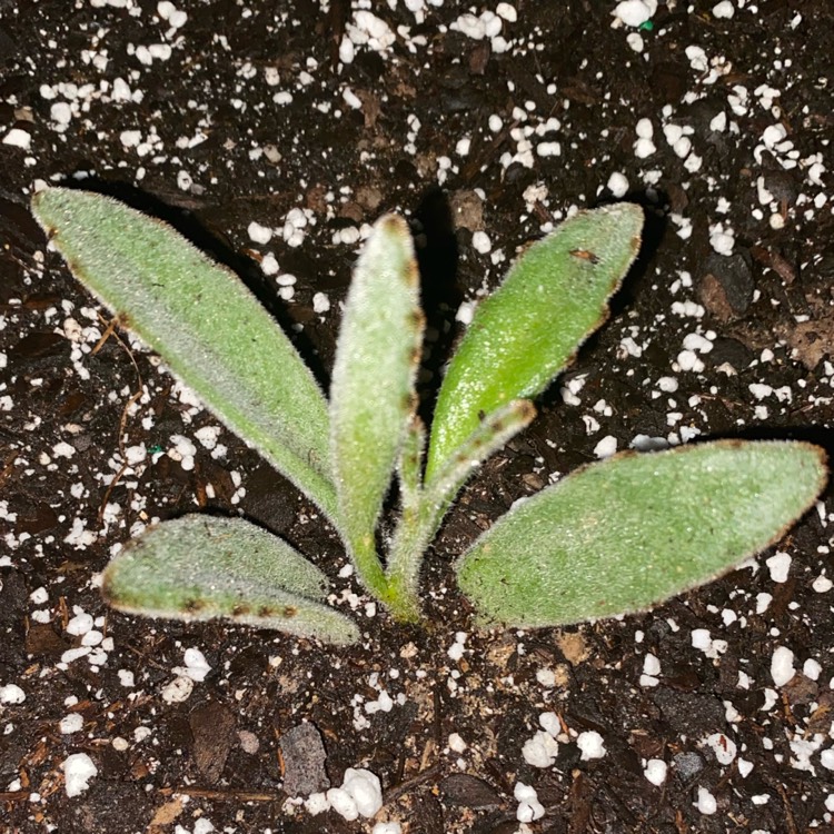 Plant image Kalanchoe Tomentosa Golden Girl