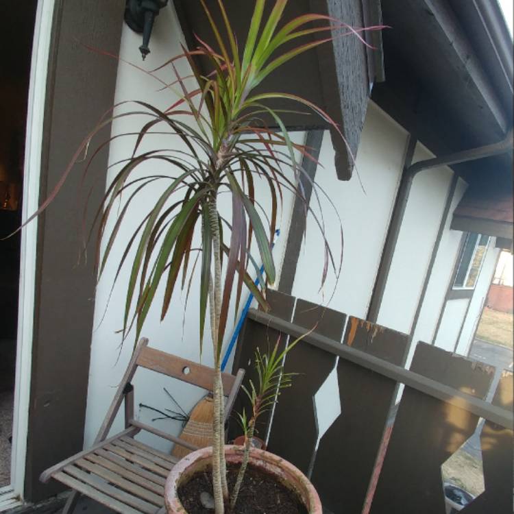 plant image 336057