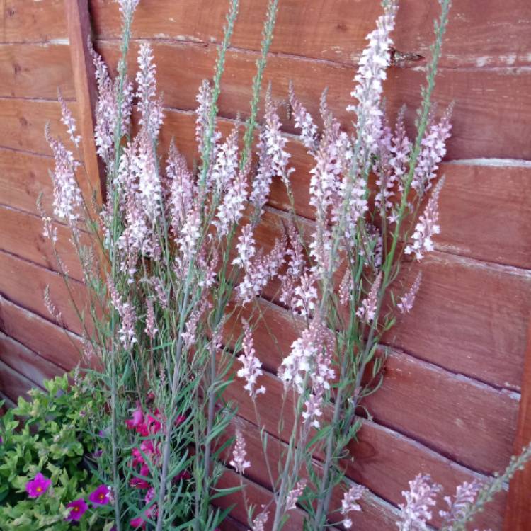 plant image 755418