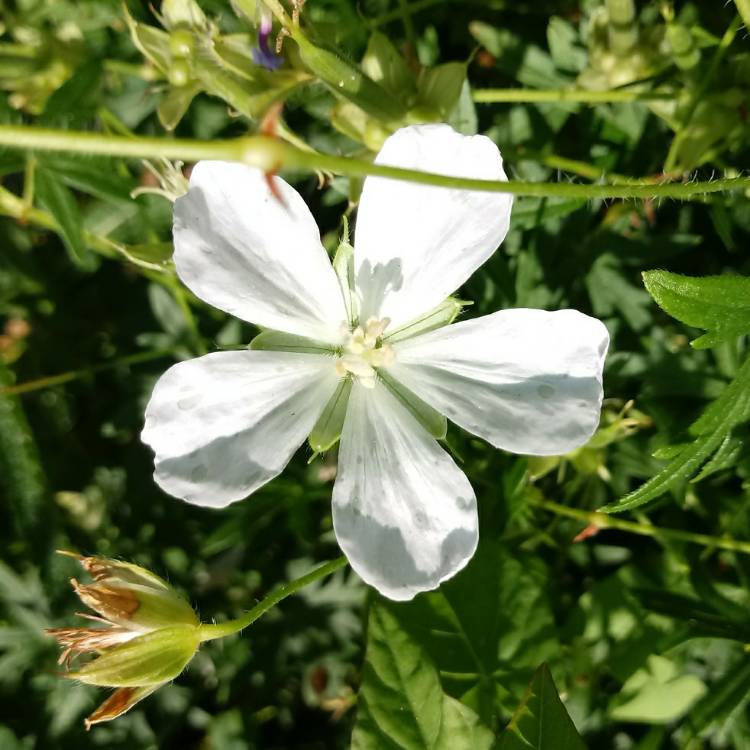 plant image 766395
