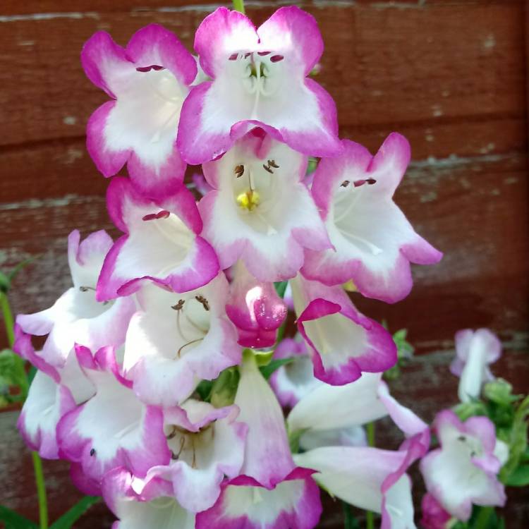 Plant image Penstemon 'Pensham Laura'